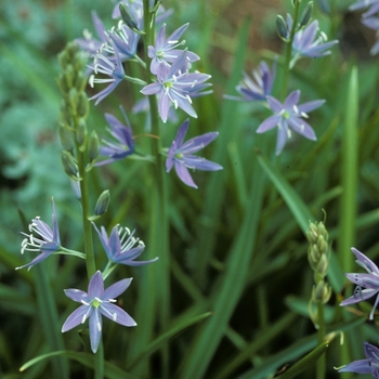 Camassia cusickii 