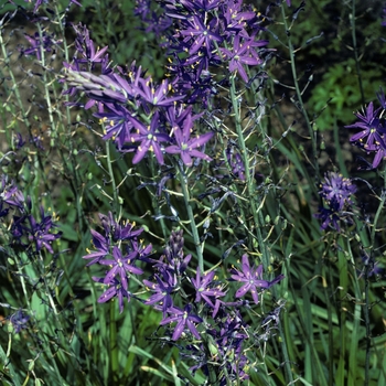 Camassia leichtlinii 'Lady Eva Price'