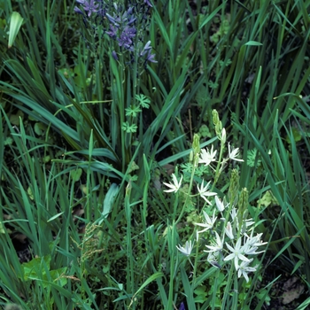 Camassia scilloides 