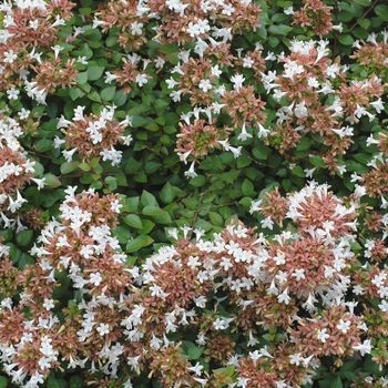 Abelia x chinensis 'Rose Creek'