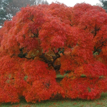 Acer palmatum var. dissectum 'Ornatum'