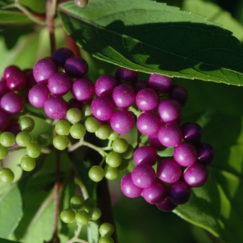 Callicarpa dichotoma 