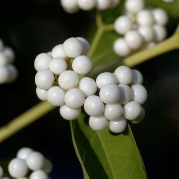 Callicarpa dichotoma var. albifructus 