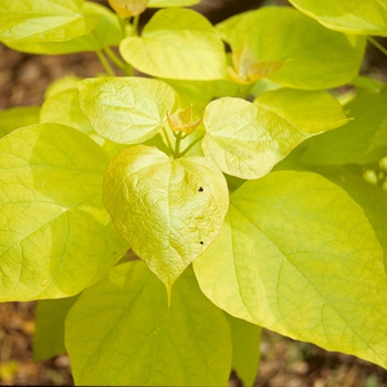 Catalpa speciosa 'Aurea' 