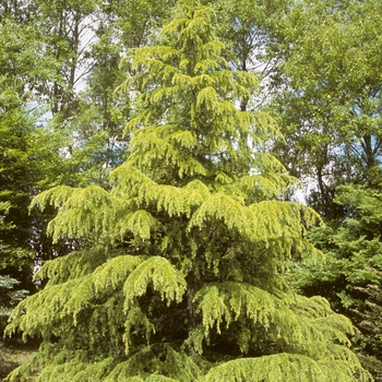 Cedrus deodara 'Aurea' 