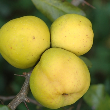 Chaenomeles speciosa