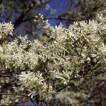 Amelanchier canadensis