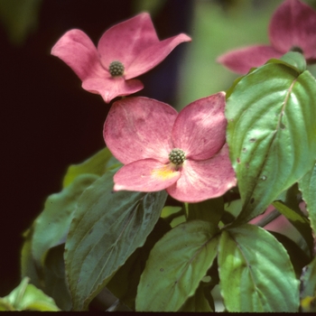 Cornus kousa 'Satomi' 