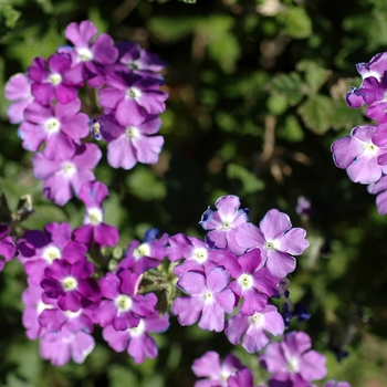 Verbena 'Danalena Hot Lavender'