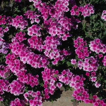 Verbena 'Tropical Breeze Pink with Eye'