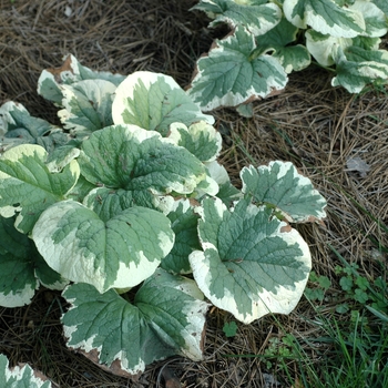 Brunnera macrophylla 'Dawson's White' 