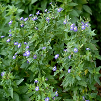 Browallia speciosa 'Garden Leader White' 