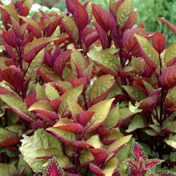 Coleus 'Big Enchilada' 