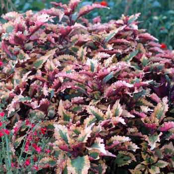 Coleus 'Dr. Wu' 