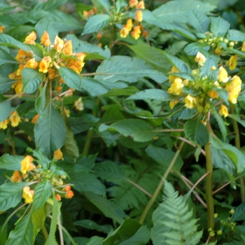 Impatiens 'Blondie' 