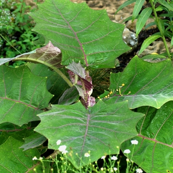 Solanum quitoense 'Thornless' 