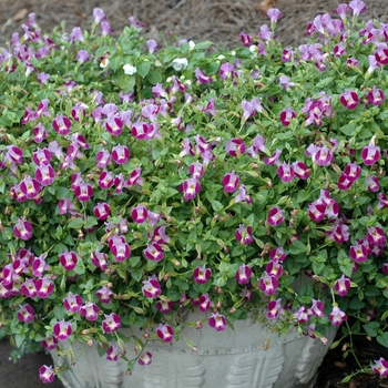 Torenia Catalina® '' (003629)