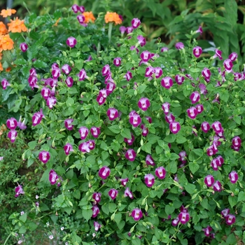 Torenia fournieri 'Punky Violet Moon' 