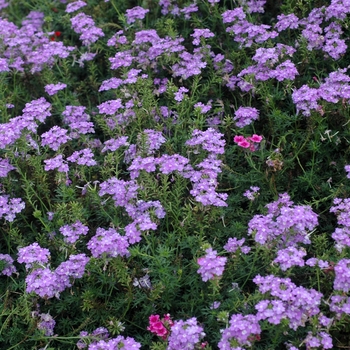 Verbena 'Lavender Magenta' 