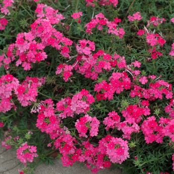 Verbena 'Timeless Pink' 