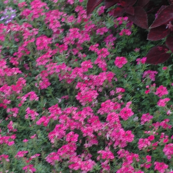 Verbena 'Tropical Mist Magenta' 