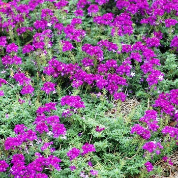 Verbena 'Tropical Mist Violet' 