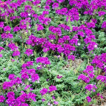 Verbena 'Tropical Mist Violet'