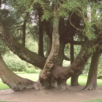 Cryptomeria japonica