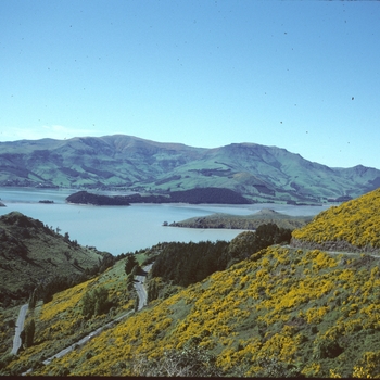 Cytisus scoparius