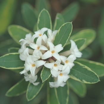 Daphne x transatlantica 'Beulah Cross'