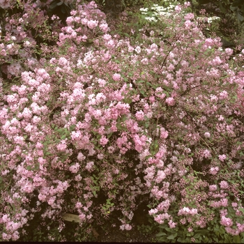 Deutzia scabra 'Pink Minor'