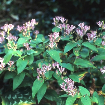 Tricyrtis 'Sinonome'