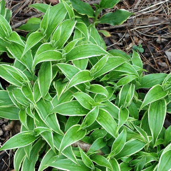 Tricyrtis hirta 'Variegata'