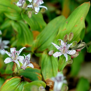 Tricyrtis formosana 'Alba'