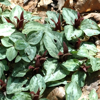 Trillium decumbens