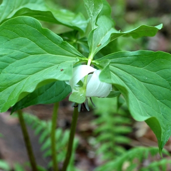 Trillium rugellii 