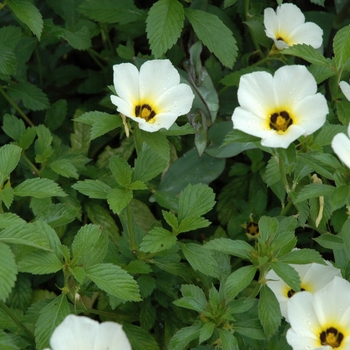 Turnera subulata 'White Lights'