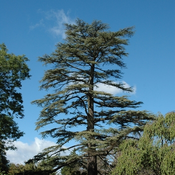 Cedrus libani