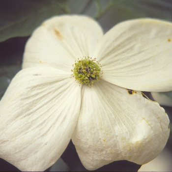 Cornus 'Venus' 