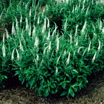 Veronica longifolia 'Schneerriesen'