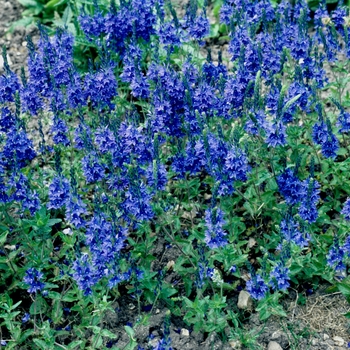 Veronica teucrium 'Knellblau' 