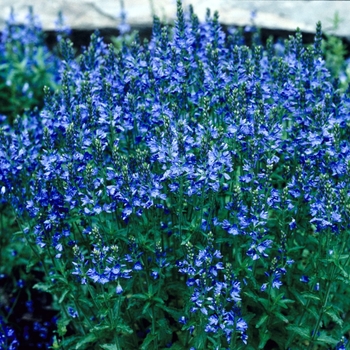 Veronica austriaca 'True Blue' 