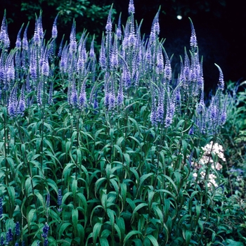 Veronicastrum virginicum var. sibiricum 