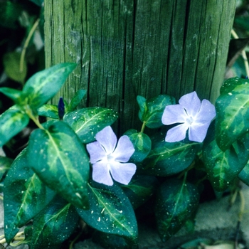 Vinca major 'Aureomaculata'