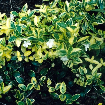 Vinca minor 'Aureovariegata' 