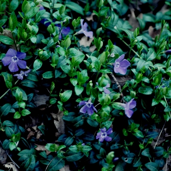 Vinca minor 'Bowles Mauve' 