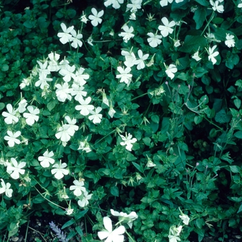 Viola cornuta 'Alba' 