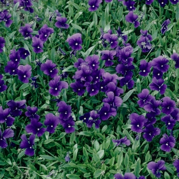 Viola cornuta 'Jersey Gem' 