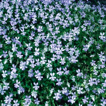 Viola cornuta 'Lilacina' 