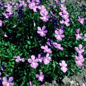 Viola cornuta 'Rosea' 